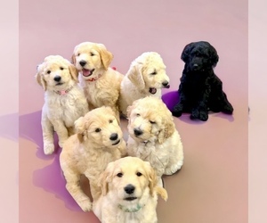 Goldendoodle Litter for sale in HAMPSTEAD, NC, USA