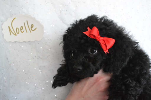 Medium Photo #1 Poodle (Toy) Puppy For Sale in ONAGA, KS, USA