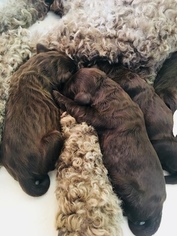 Labradoodle Litter for sale in NEW RICHMOND, WI, USA
