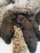 Small Photo #1 Labradoodle Puppy For Sale in NEW RICHMOND, WI, USA