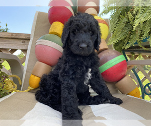 Goldendoodle Litter for sale in FERGUSON, NC, USA