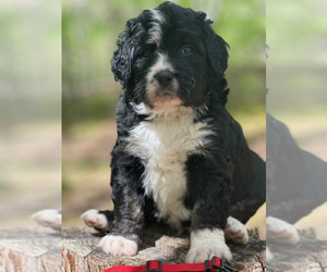 Bernedoodle Litter for sale in LAKE LURE, NC, USA