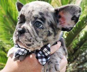 French Bulldog Litter for sale in POPLAR, CA, USA