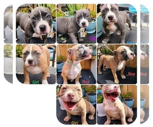 American Bully Litter for sale in ELMIRA, NY, USA