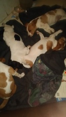Basset Hound Litter for sale in NEW CANTON, VA, USA