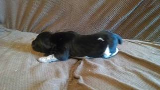 German Shorthaired Pointer Litter for sale in BOONE, NC, USA