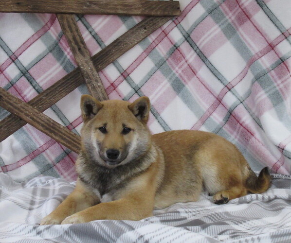Medium Photo #1 Shiba Inu Puppy For Sale in BLUFORD, IL, USA