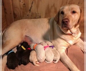 Labradoodle Litter for sale in STREATOR, IL, USA