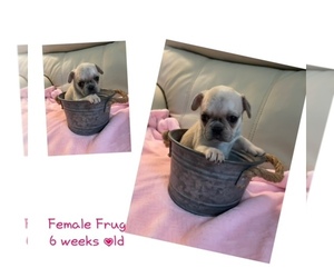 Frenchie Pug Litter for sale in SUNNYSIDE, WA, USA