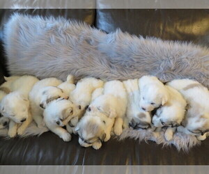 Great Pyrenees Litter for sale in PAYETTE, ID, USA