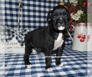Boxer Litter for sale in CABOOL, MO, USA