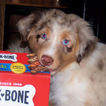 Small Photo #1 Australian Shepherd Puppy For Sale in WOODINVILLE, WA, USA