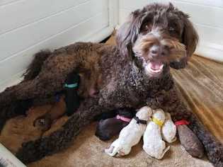 Labradoodle Litter for sale in EVANS, CO, USA