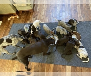 German Shorthaired Pointer Litter for sale in LACEY, WA, USA