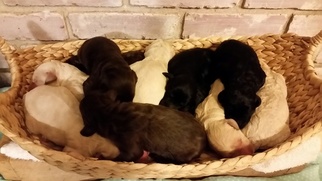 Goldendoodle Litter for sale in LIBERTY, SC, USA