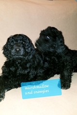 Labradoodle-Poodle (Standard) Mix Litter for sale in FORT COLLINS, CO, USA