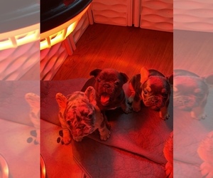 French Bulldog Litter for sale in HOPKINSVILLE, KY, USA