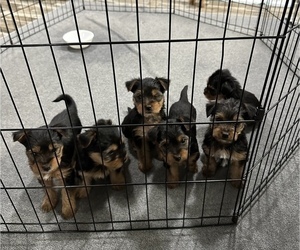 Yorkshire Terrier Litter for sale in CLEVELAND, OH, USA