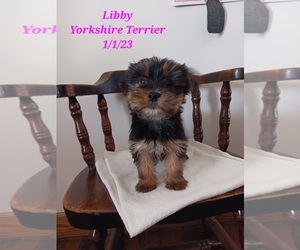 Yorkshire Terrier Litter for sale in SHIPSHEWANA, IN, USA