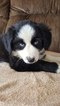 Small Photo #1 Australian Shepherd Puppy For Sale in BRIDGEWATER, VA, USA
