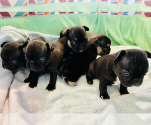 French Bulldog Litter for sale in SOUTH MILLS, NC, USA