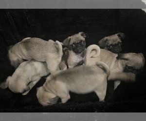 Pug Litter for sale in SPRING, TX, USA