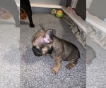 Small Photo #1 French Bulldog Puppy For Sale in OKC, OK, USA