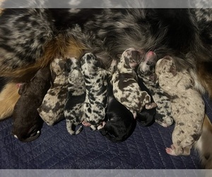 Aussiedoodle Miniature  Litter for sale in GUTHRIE, OK, USA