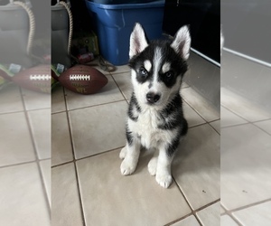 Siberian Husky Litter for sale in WEST HAVEN, CT, USA
