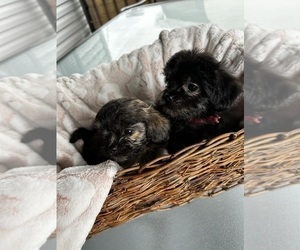 Shih Tzu-YorkiePoo Mix Litter for sale in FLORENCE, KY, USA