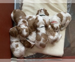 Brittany Litter for sale in CHEWELAH, WA, USA