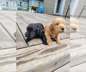 Labradoodle Litter for sale in CANTON, MO, USA