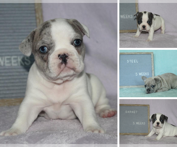 Medium Photo #1 French Bulldog Puppy For Sale in PRINCE FREDERICK, MD, USA