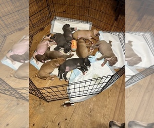 American Bully Litter for sale in MUNFORD, AL, USA