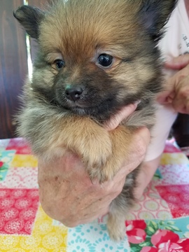 Medium Photo #1 Pomeranian Puppy For Sale in GRANBURY, TX, USA