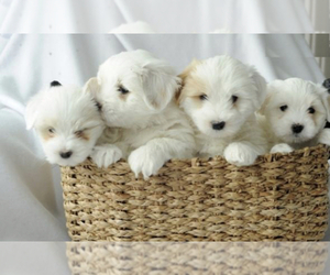 Coton de Tulear Litter for sale in MAYFIELD, KY, USA