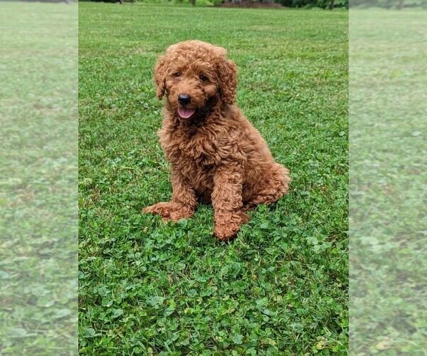 Medium Photo #1 Goldendoodle (Miniature) Puppy For Sale in FRESNO, OH, USA