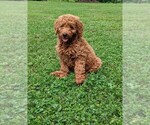 Small Photo #1 Goldendoodle (Miniature) Puppy For Sale in FRESNO, OH, USA