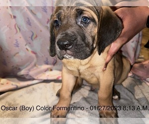 Cane Corso Litter for sale in BRANDYWINE, MD, USA