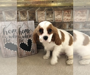 Cavalier King Charles Spaniel Litter for sale in STE GENEVIEVE, MO, USA