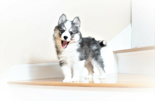 Medium Photo #1 Pomsky Puppy For Sale in DRACUT, MA, USA