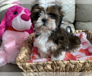 Shih Tzu Litter for sale in GREENWD, IN, USA
