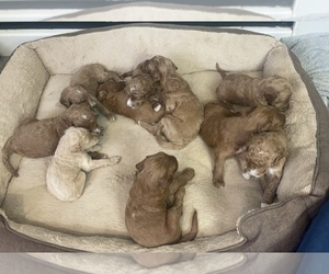 Goldendoodle Litter for sale in BALL GROUND, GA, USA