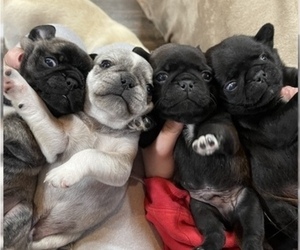 Pug Litter for sale in NEW LONDON, OH, USA
