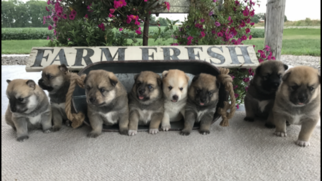 Pomsky Litter for sale in DONNELLSON, IA, USA