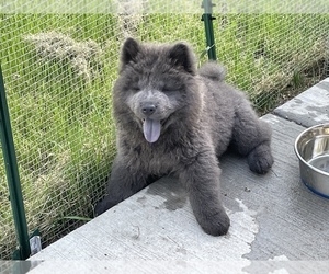 Chow Chow Litter for sale in LOCKPORT, IL, USA