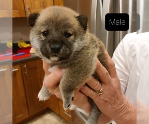 Shiba Inu Litter for sale in BERESFORD, SD, USA