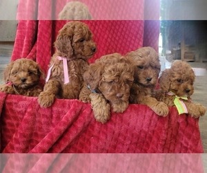 Cavapoo Litter for sale in COLBY, WI, USA