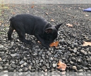 French Bulldog Litter for sale in OAKLAND, OR, USA