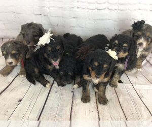 Bernedoodle (Miniature) Litter for sale in DUNDEE, OH, USA